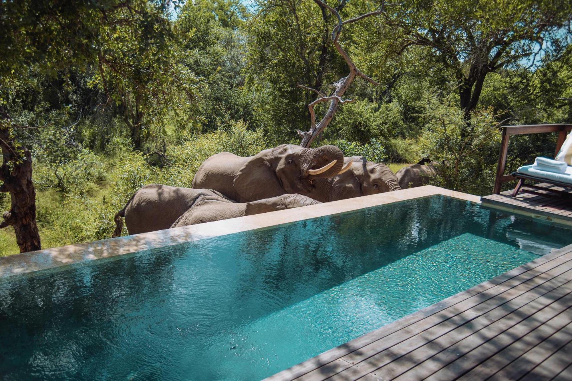 Royal Malewane Villa Thornybush Game Reserve Exterior foto